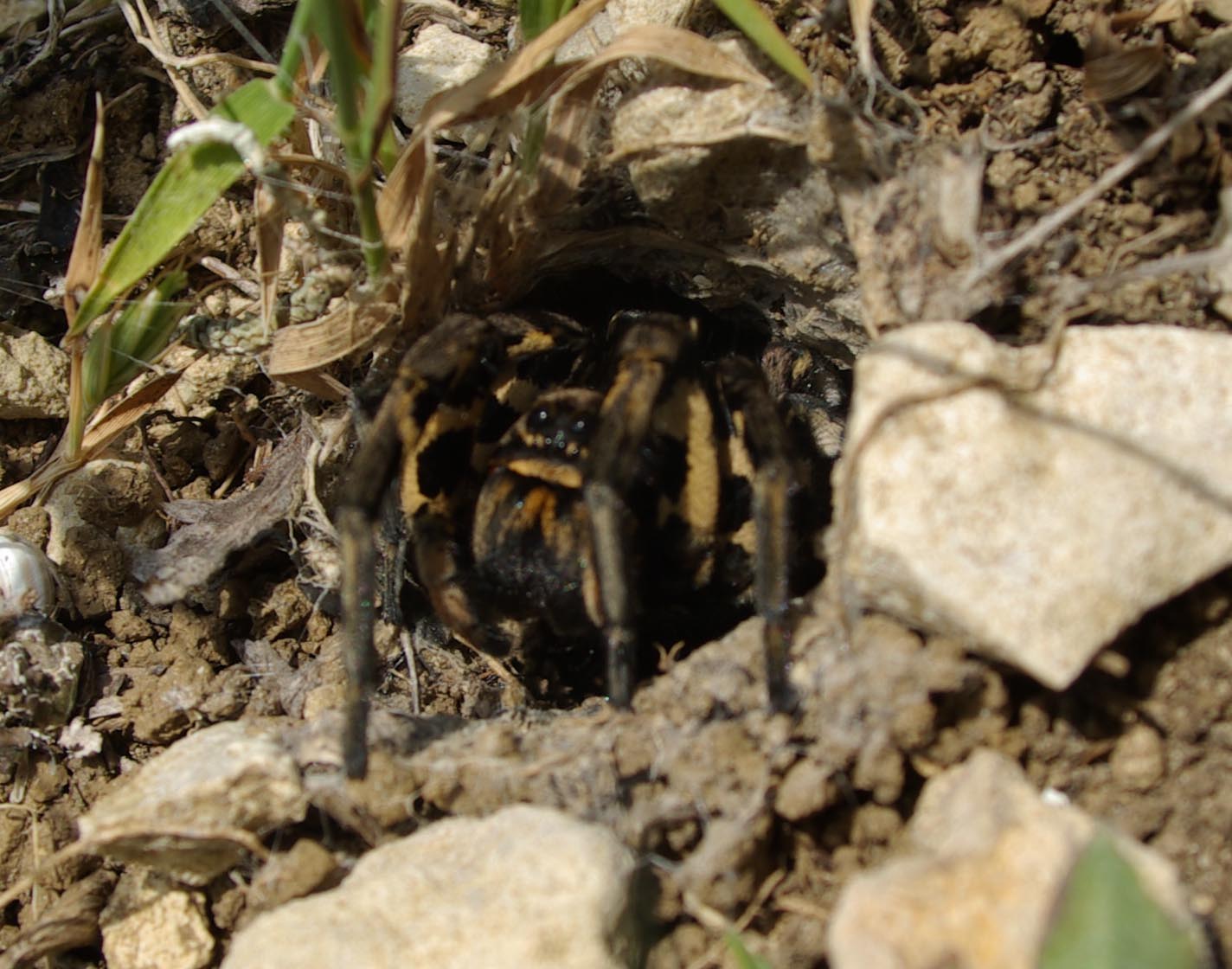 Lycosa tarantula